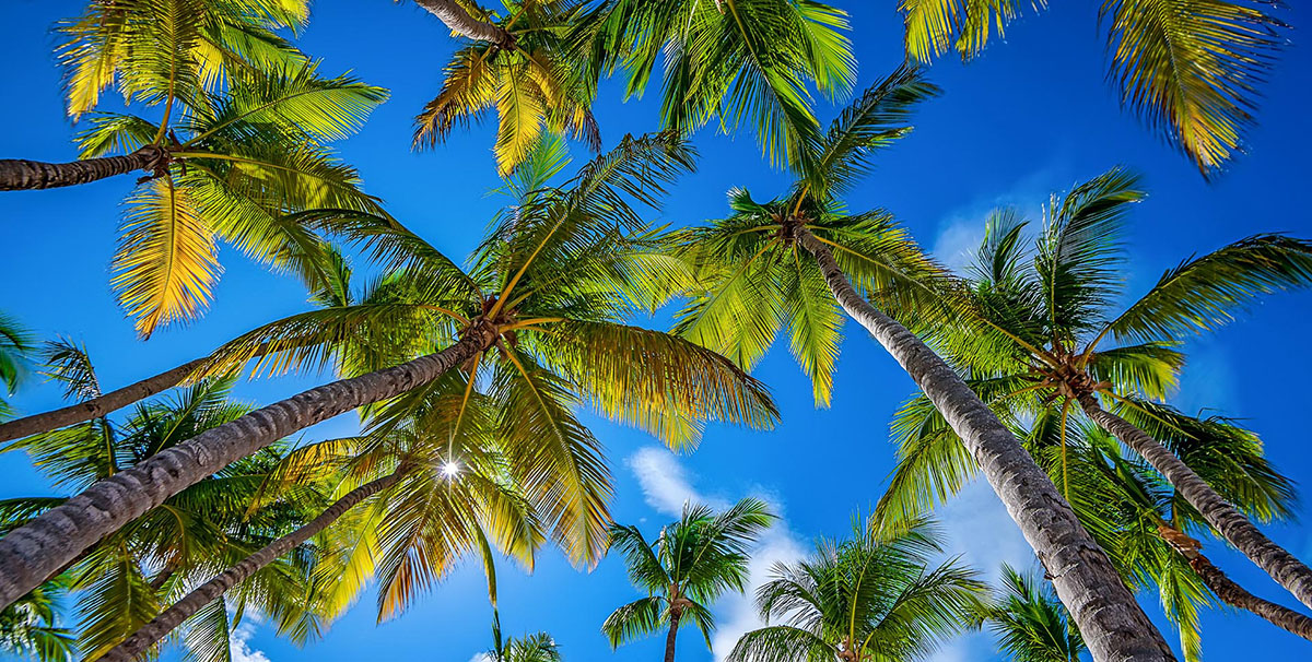 Photo Collections - Explore - Palm Island Creative