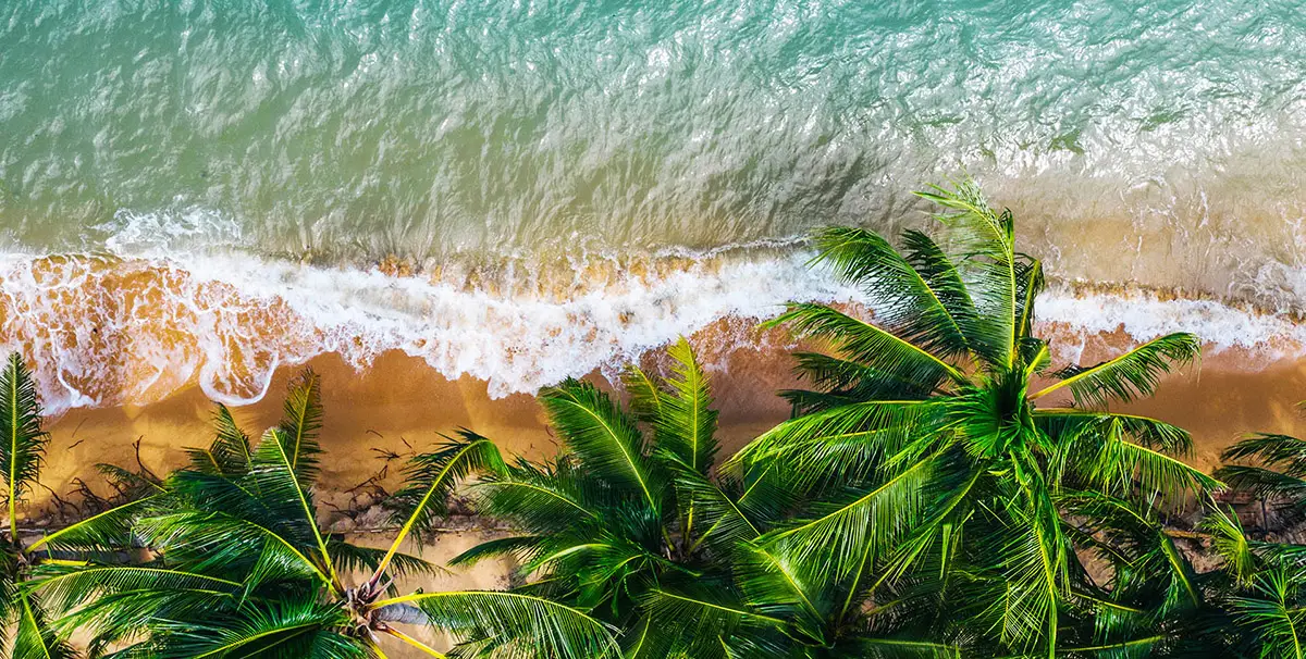 Discover Palm Island Creative